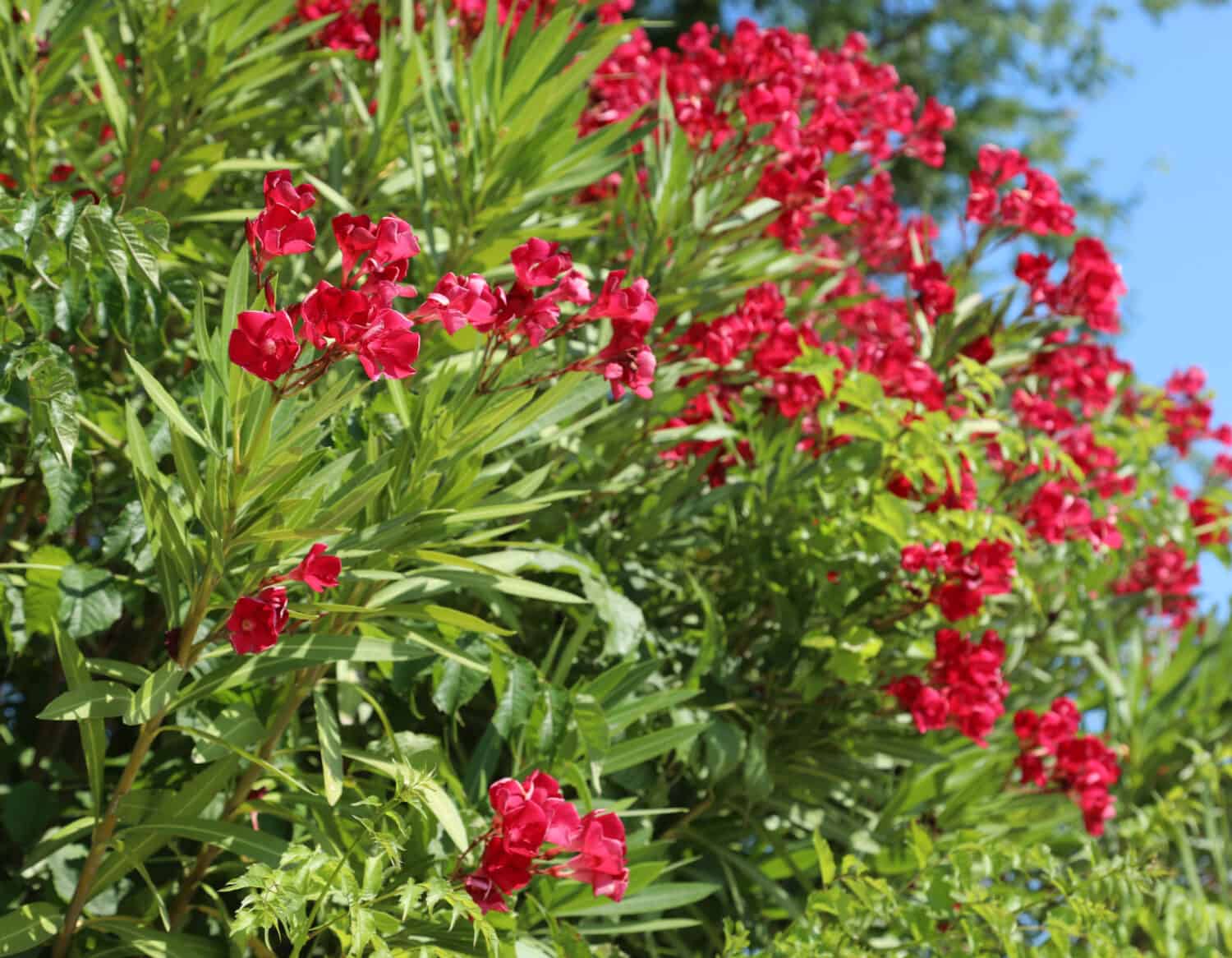 10 Gorgeous Red Flowering Trees in Florida