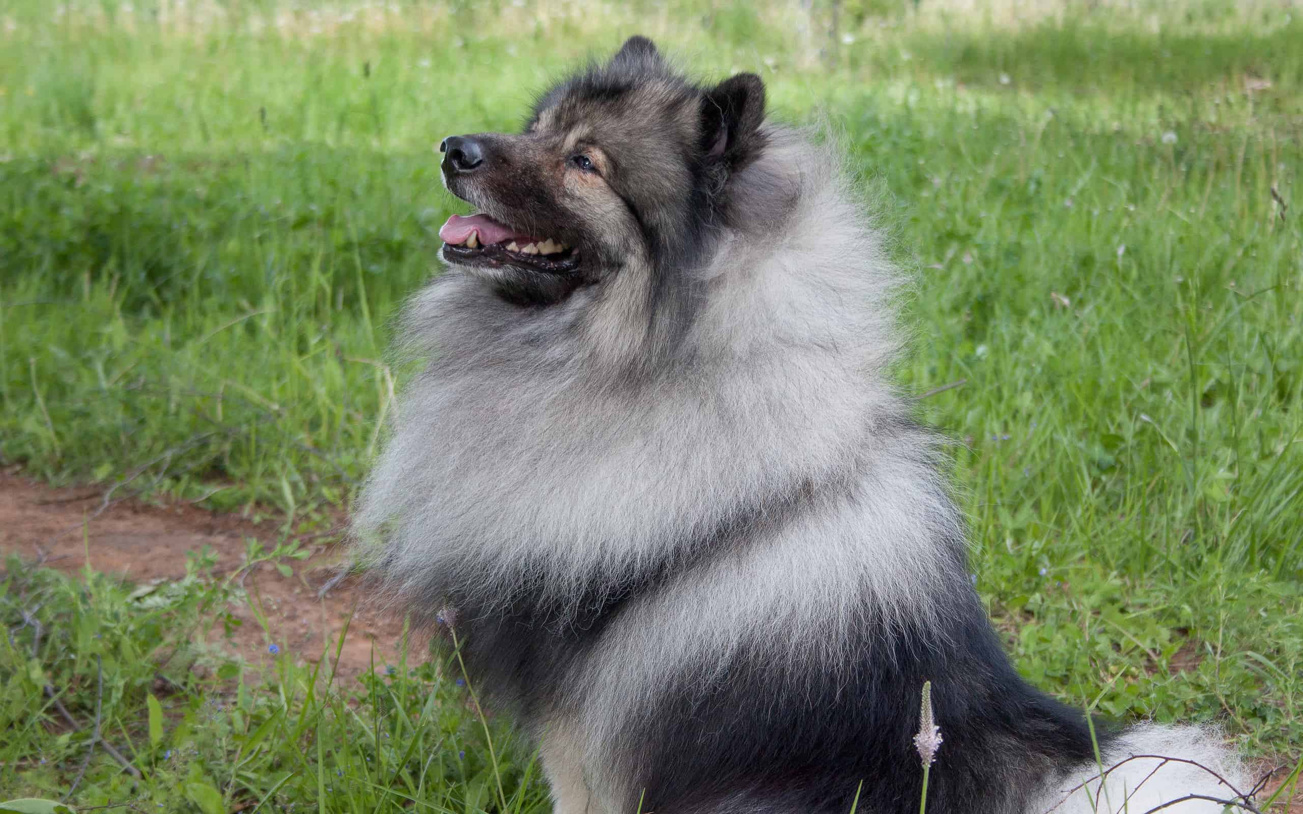 Keeshond Colors: Rarest to Most Common