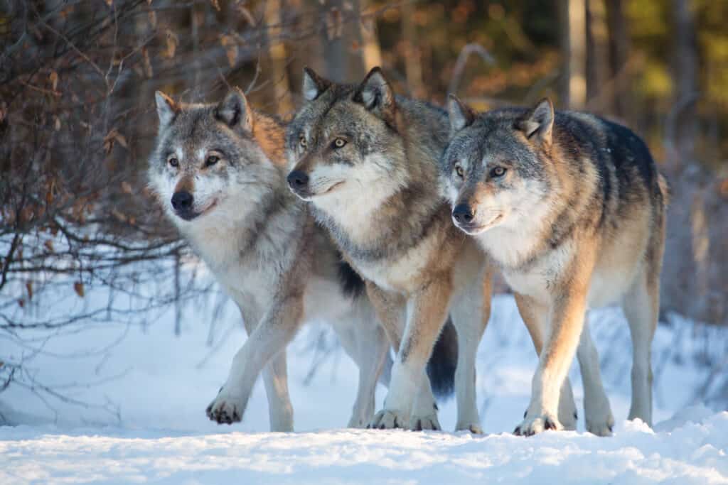 Discover the Oldest Zoos in Canada