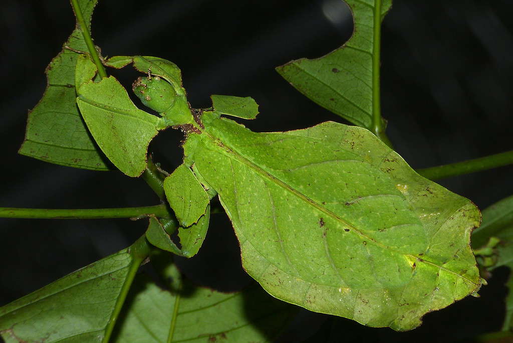 10 Different Insects That Look Like They Are Leaves