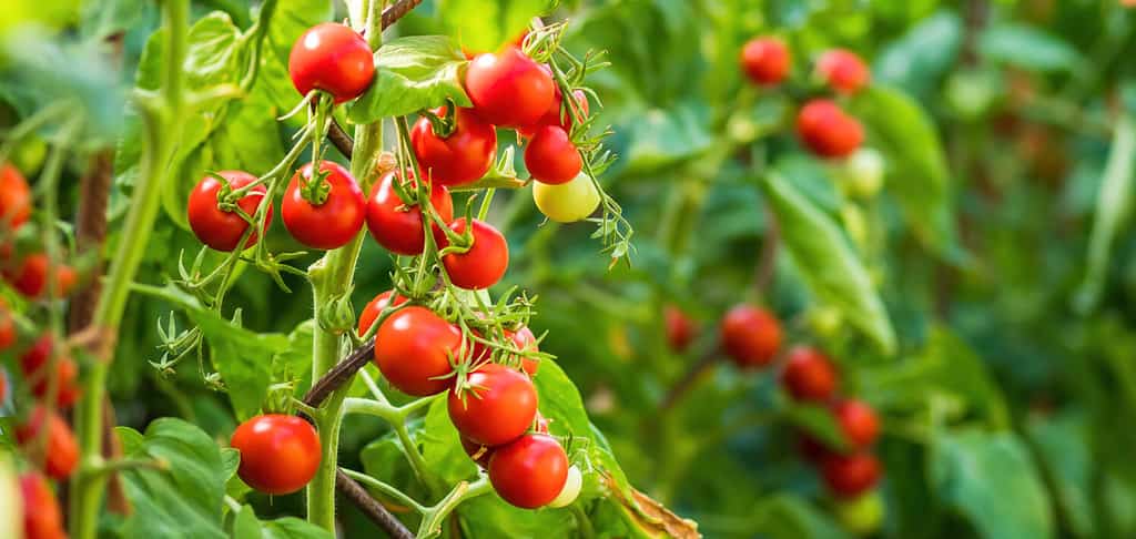 Growing Tomatoes In Oregon: Ideal Timing   12 Helpful Tips