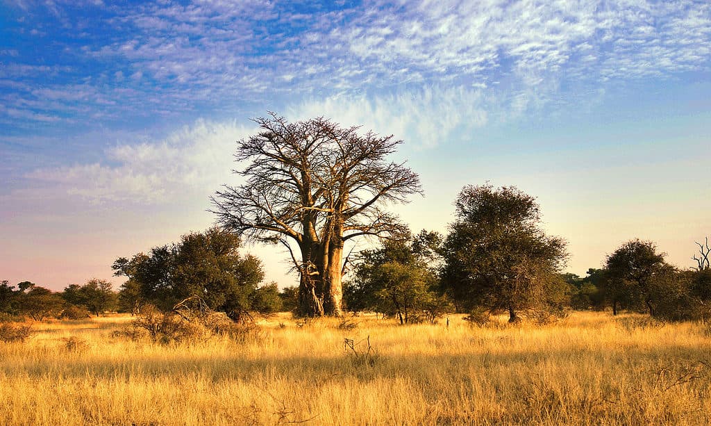 6 Incredible Trees That Thrive In the Savana