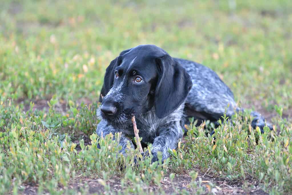 German Wirehaired Pointer Progression: Growth Chart, Milestones, and Training Tips