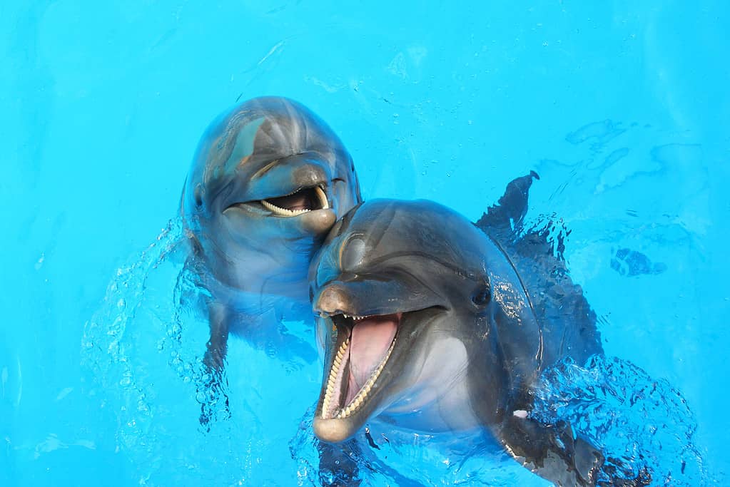 Male vs Female Dolphins: 4 Key Differences