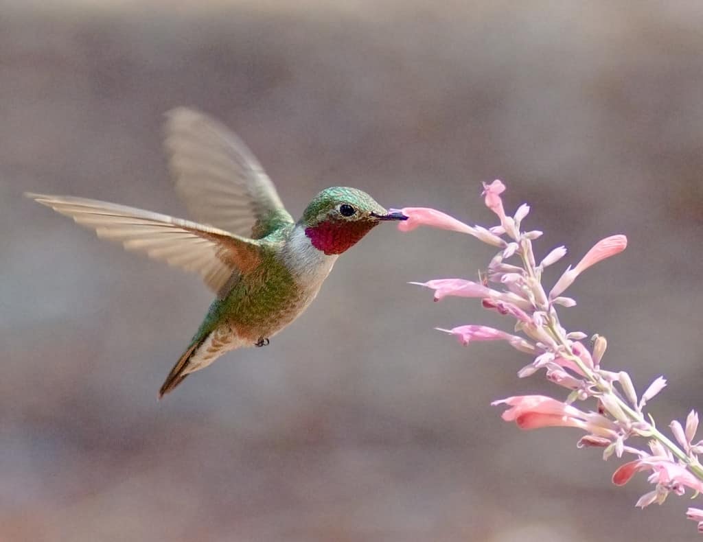 Discover Every Sound a Hummingbird Makes