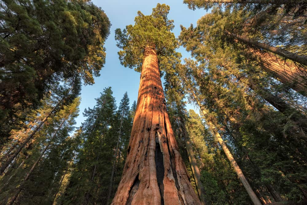 The 16 Best Places to See Towering Redwood Trees in California