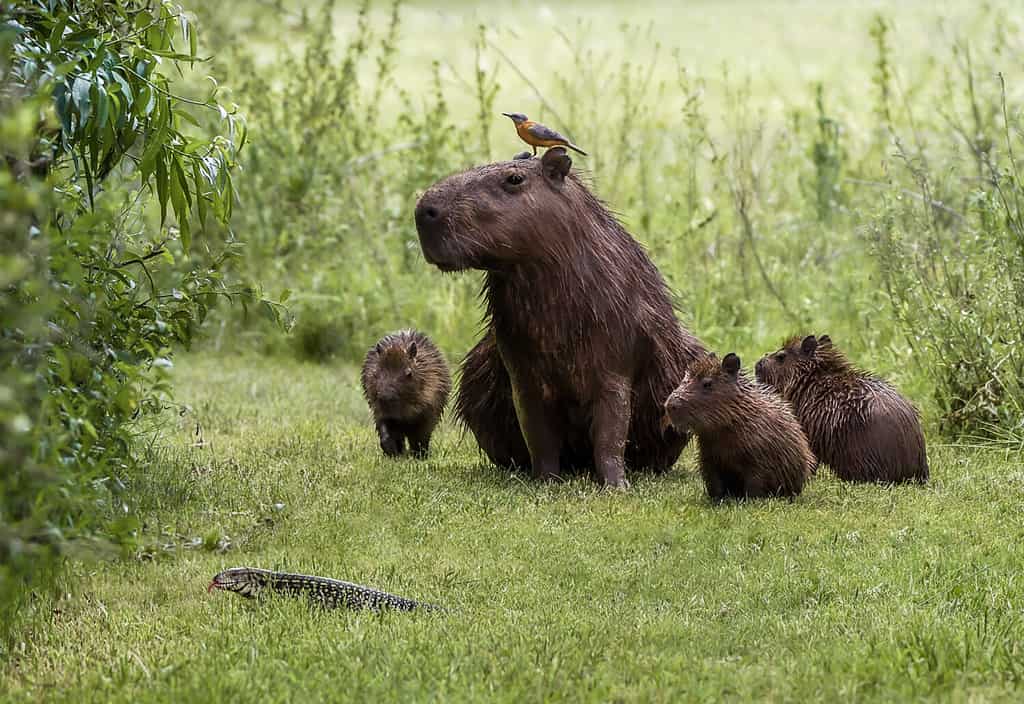 The Complete List of 38 Animals With Webbed Feet