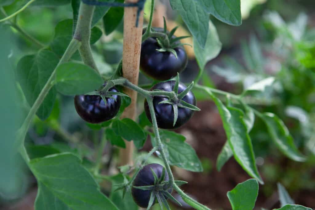 Growing Tomatoes In Oregon: Ideal Timing   12 Helpful Tips