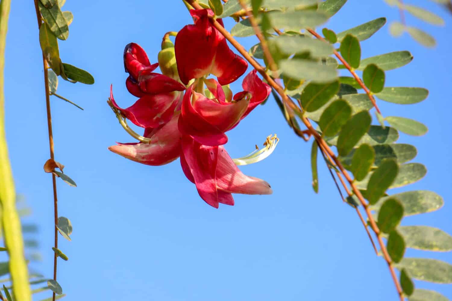 10 Gorgeous Red Flowering Trees in Florida