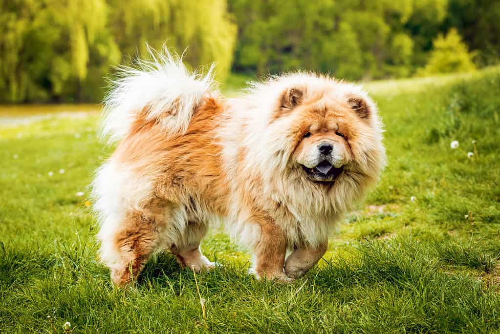 Vet Lists 5 Dog Breeds He Would Never Own