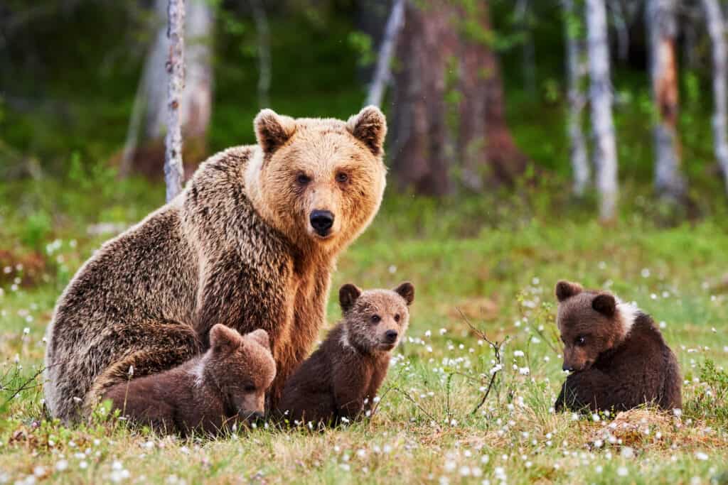 See the Intense Bear Brawl That Broke Out When Two Alpha Males Wanted the Same Meal