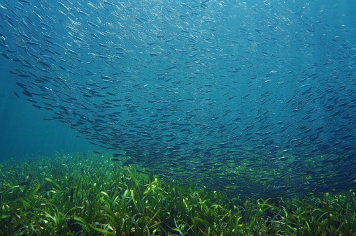 The Importance of Seagrass Beds and the Animals You'll See There