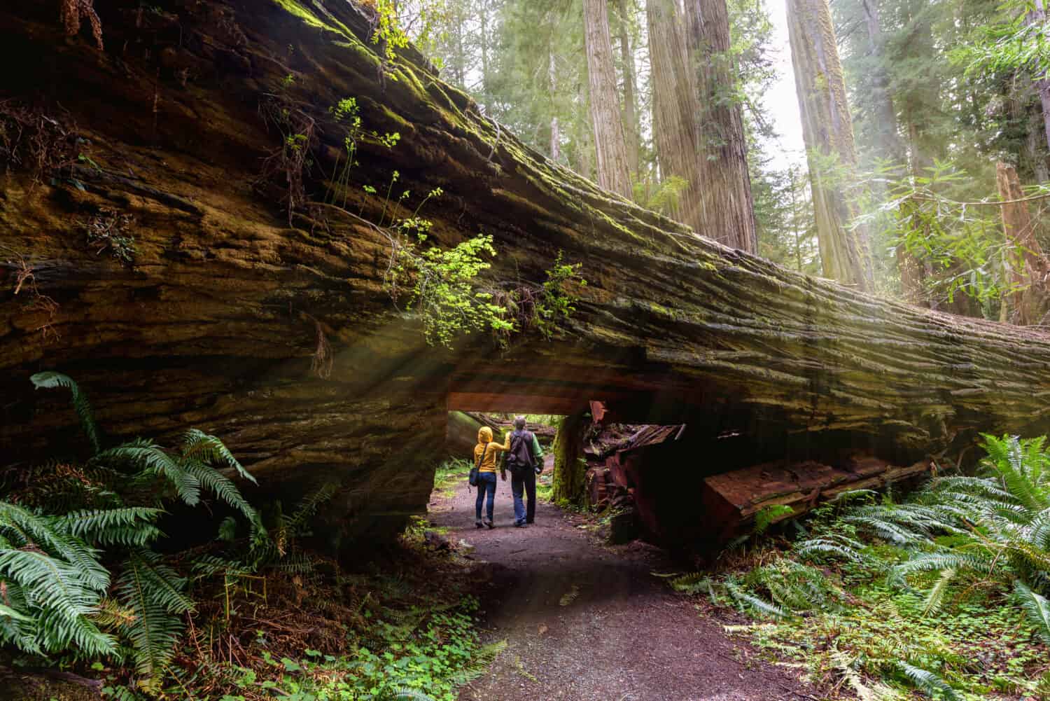 Redwood vs. Manna Gum Tree: 6 Differences Between These Towering Giants