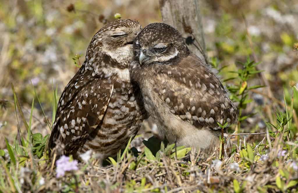 Male vs Female Owls: 5 Key Differences