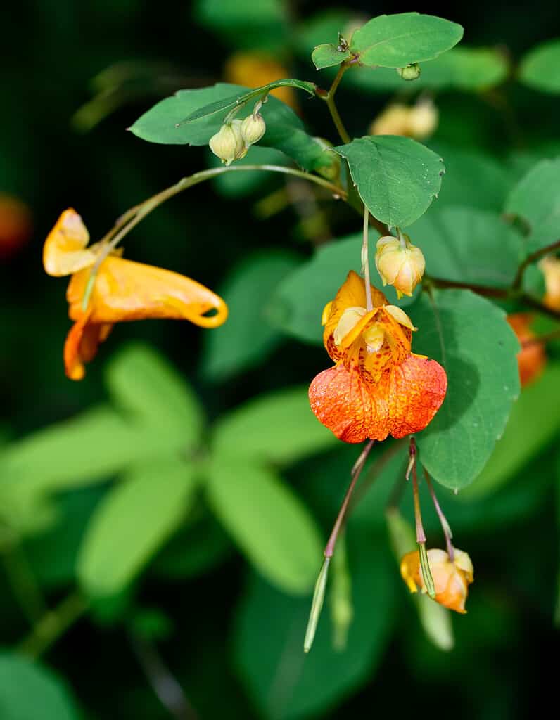 25 Beautiful Types of Orange Wildflowers