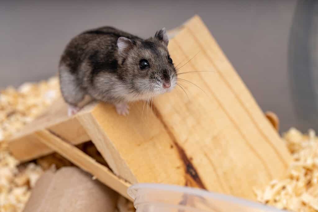 3 Cheapest Hamsters To Keep as Pets