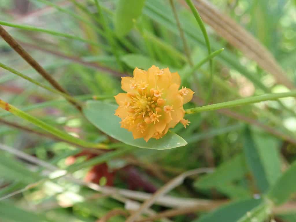 25 Beautiful Types of Orange Wildflowers