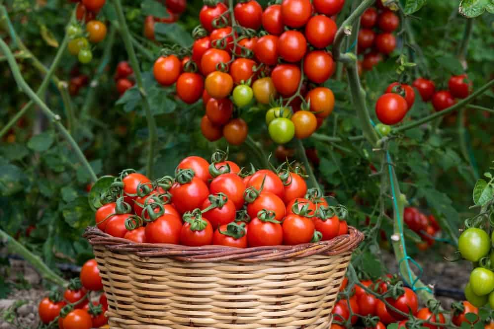 Growing Tomatoes In Oregon: Ideal Timing   12 Helpful Tips