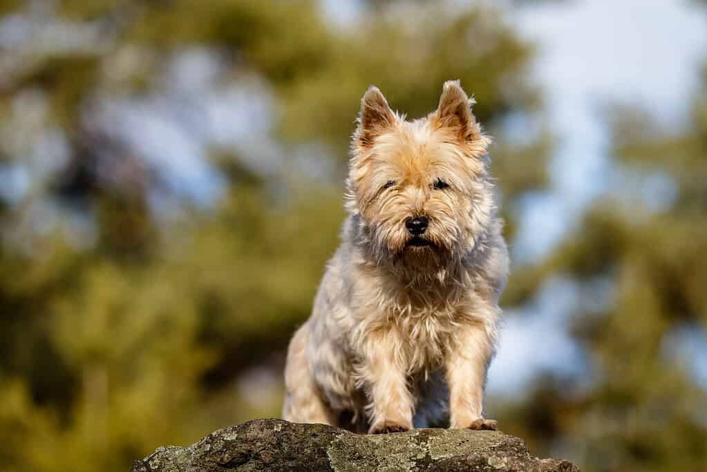 Cairn Terrier Colors: Rarest to Most Common