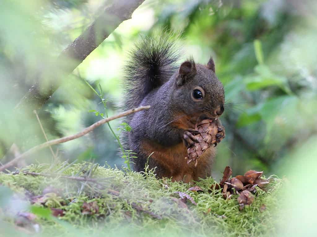 Animals with Short Attention Spans