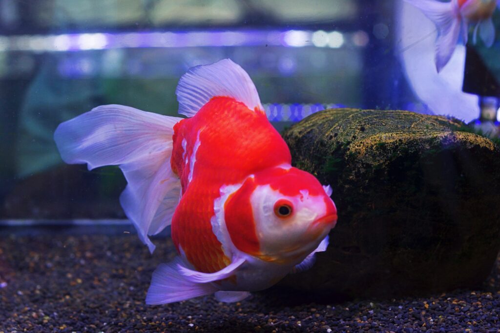 Every Type of Goldfish: Color, Size and Care Tips