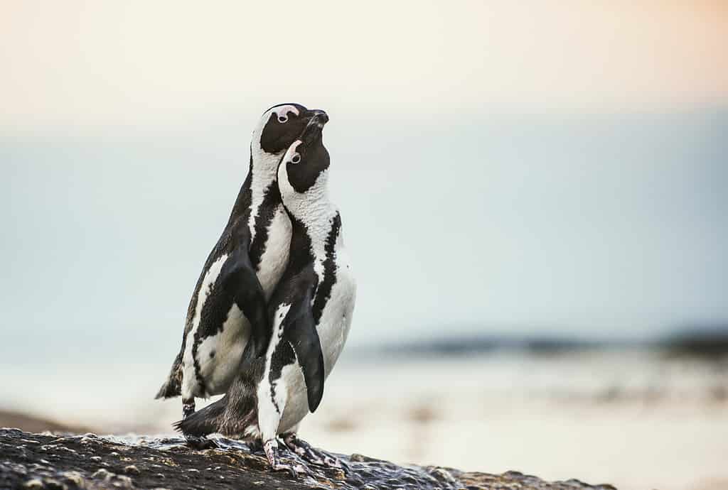 Discover 5 of the Countries and Regions Where Most Penguins Live