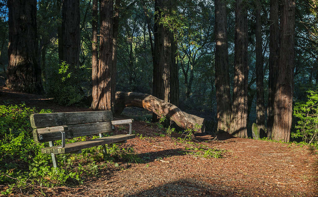 The 16 Best Places to See Towering Redwood Trees in California