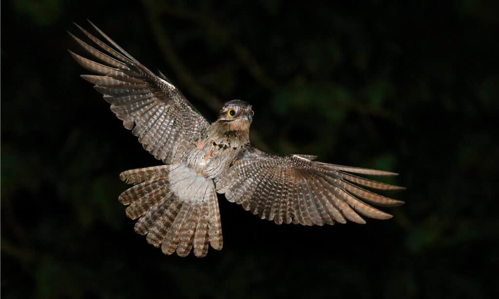 Potoo Vs. Great Potoo: 5 Key Differences About This Strange Bird