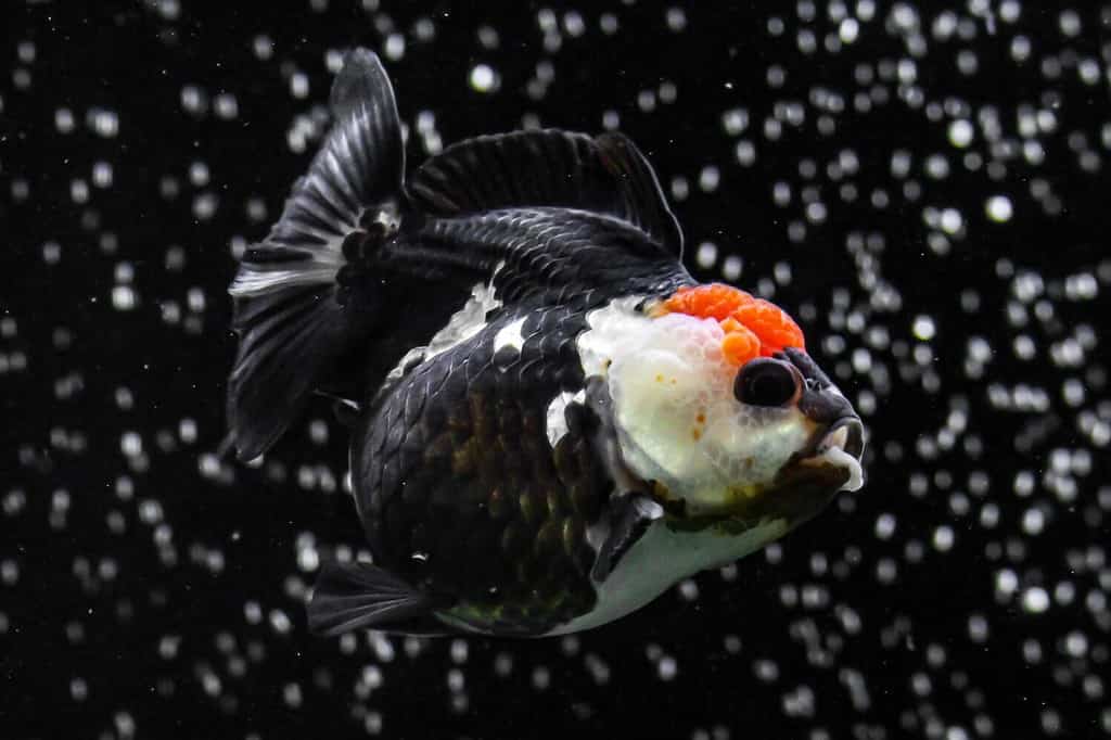 Every Type of Goldfish: Color, Size and Care Tips