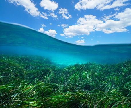 The Importance of Seagrass Beds and the Animals You'll See There