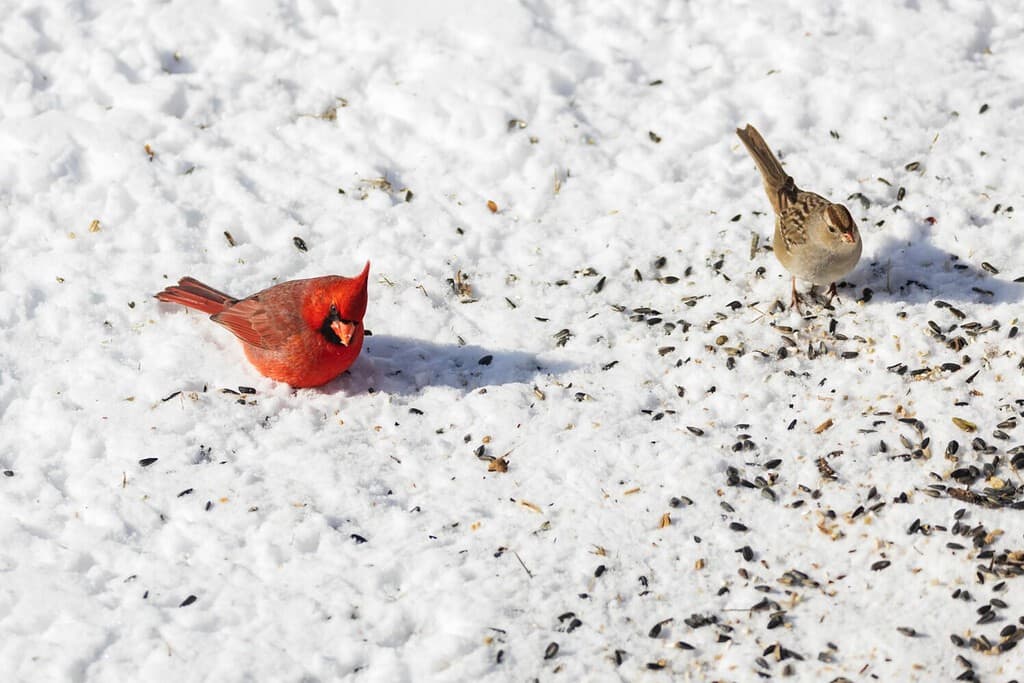 What Do Birds Eat in the Winter? 5 Common Foods