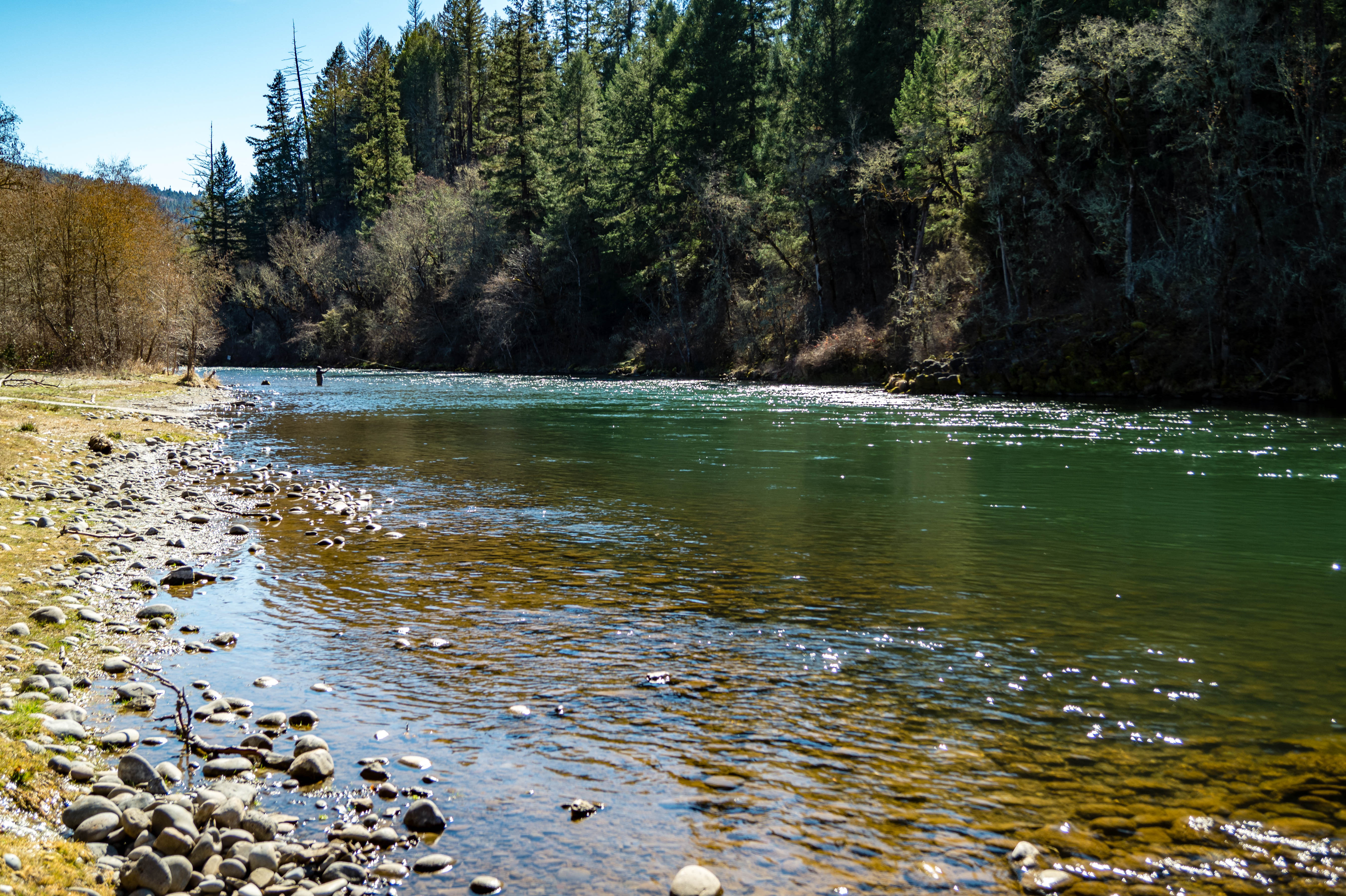 15 Amazing Rainforests Found in the United States