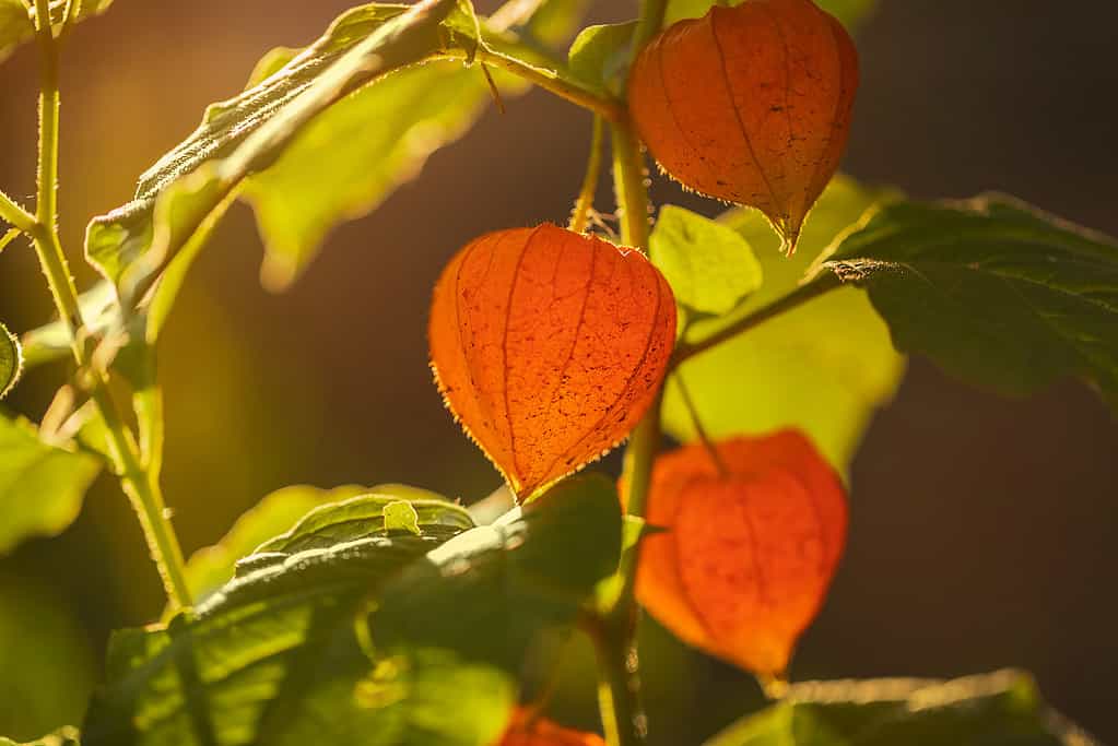 25 Beautiful Types of Orange Wildflowers