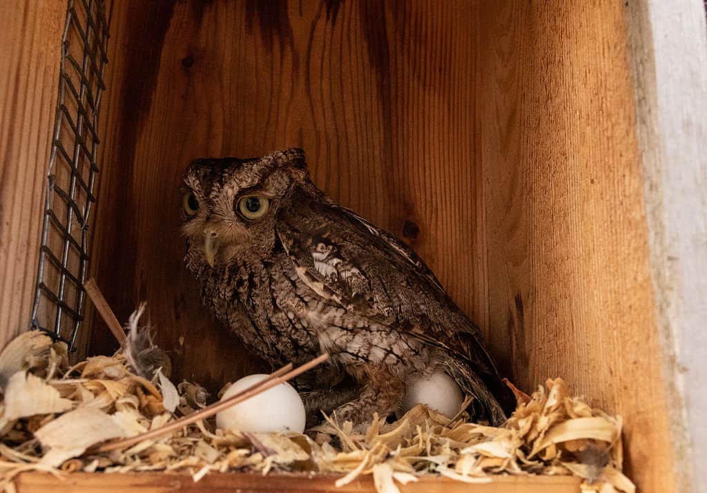 Male vs Female Owls: 5 Key Differences