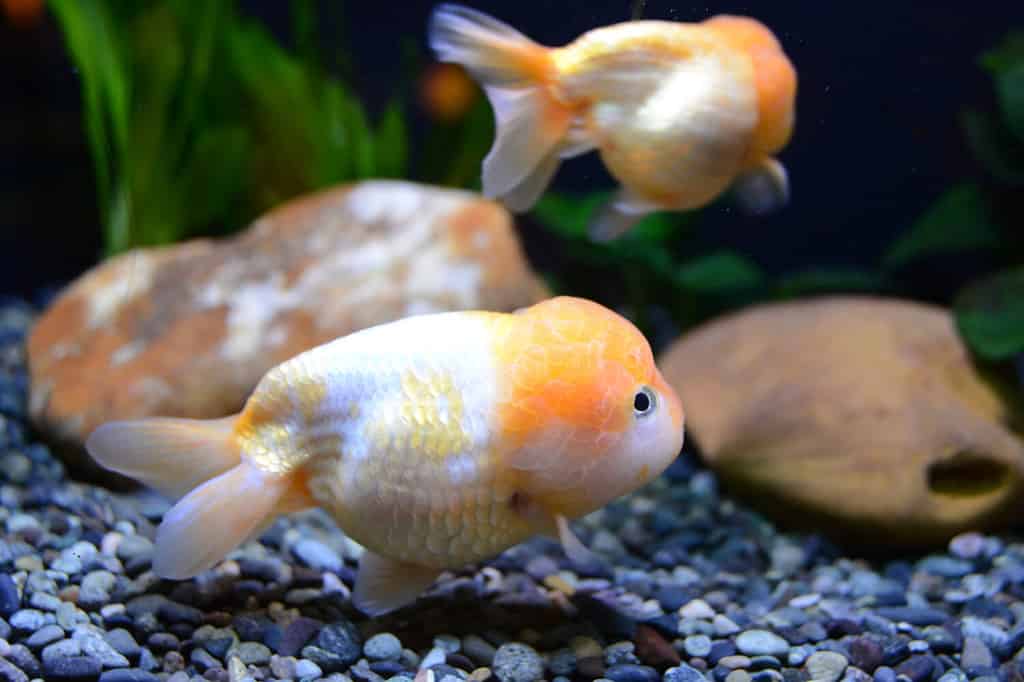 Every Type of Goldfish: Color, Size and Care Tips