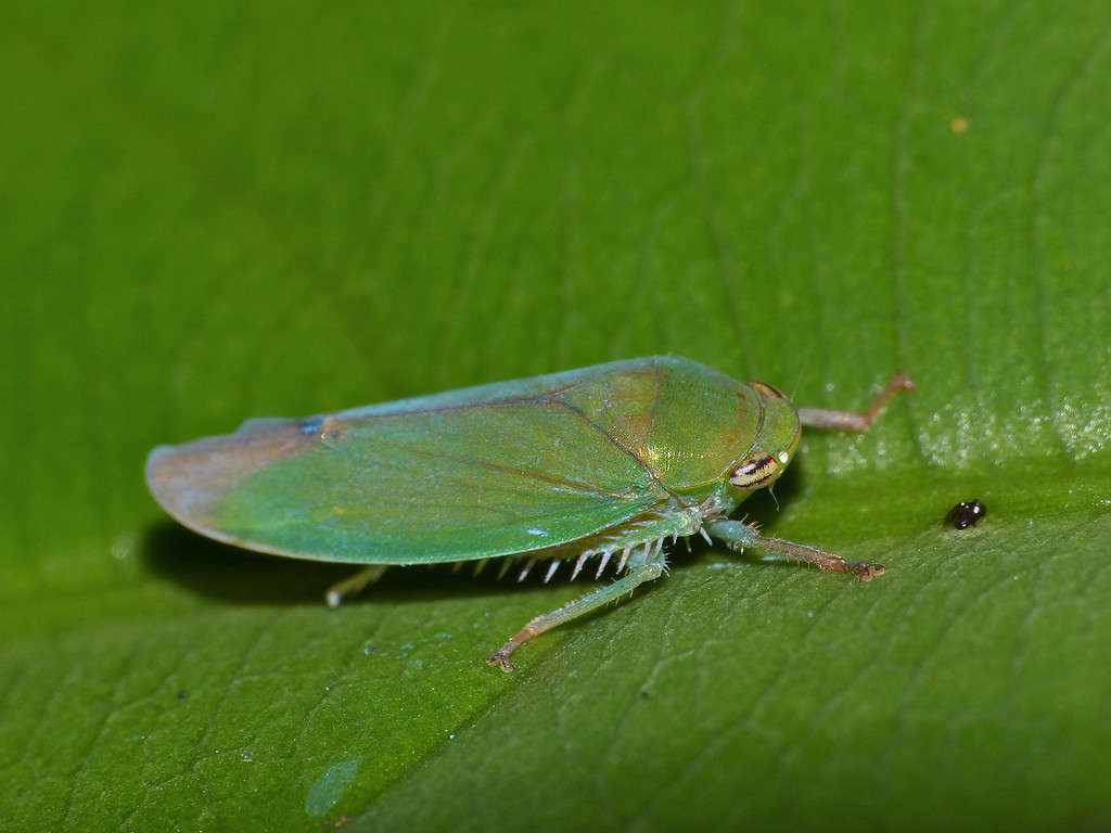 10 Different Insects That Look Like They Are Leaves