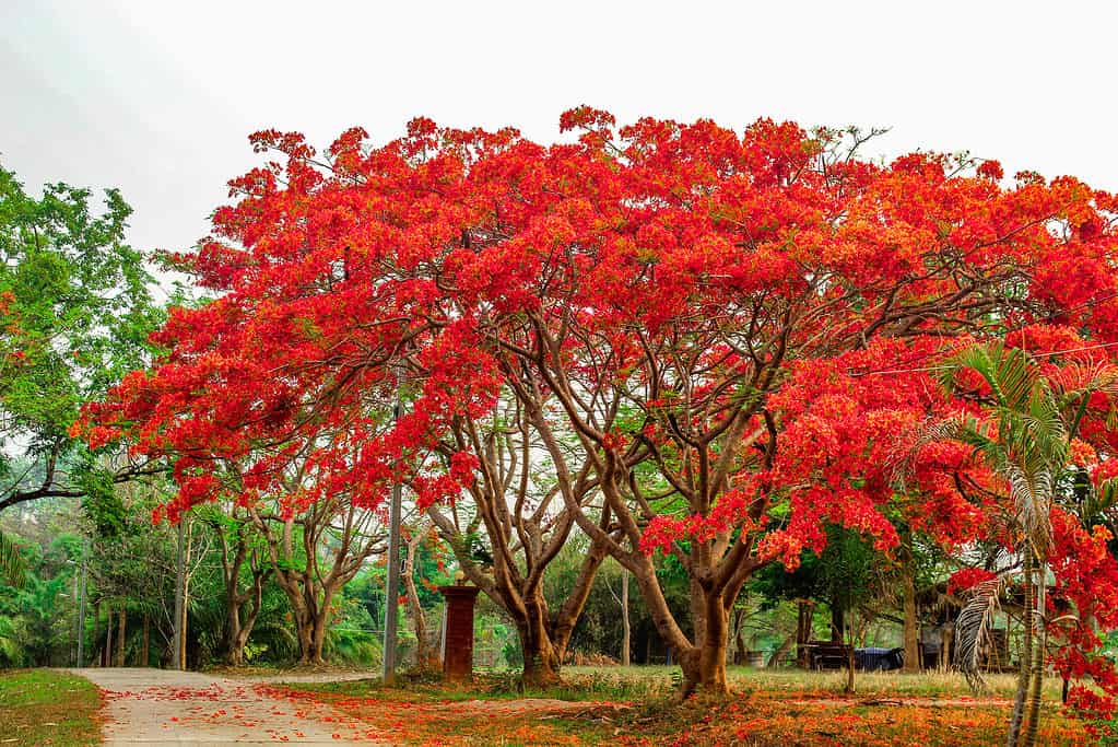 10 Gorgeous Red Flowering Trees in Florida