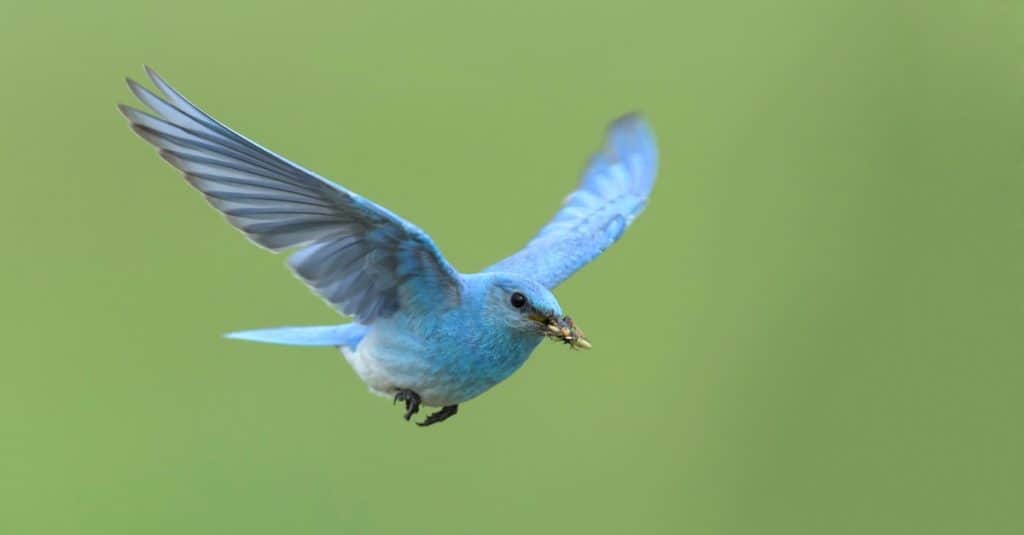 Discover the Official State Bird of Nevada