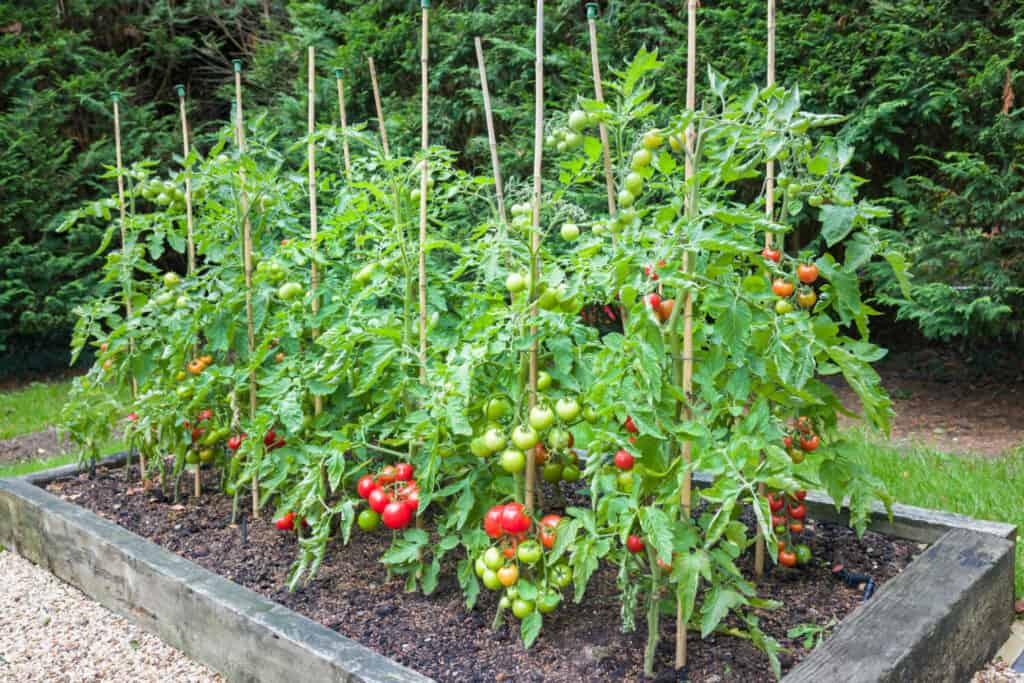 Growing Tomatoes In Oregon: Ideal Timing   12 Helpful Tips