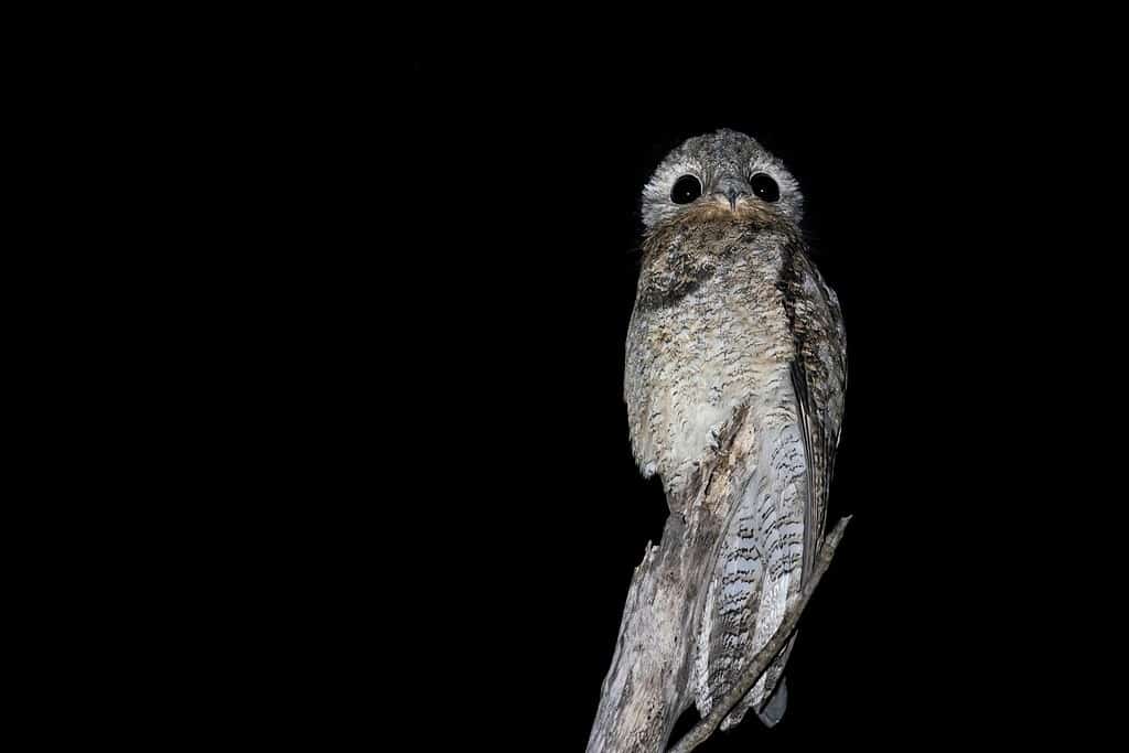 Potoo Vs. Great Potoo: 5 Key Differences About This Strange Bird