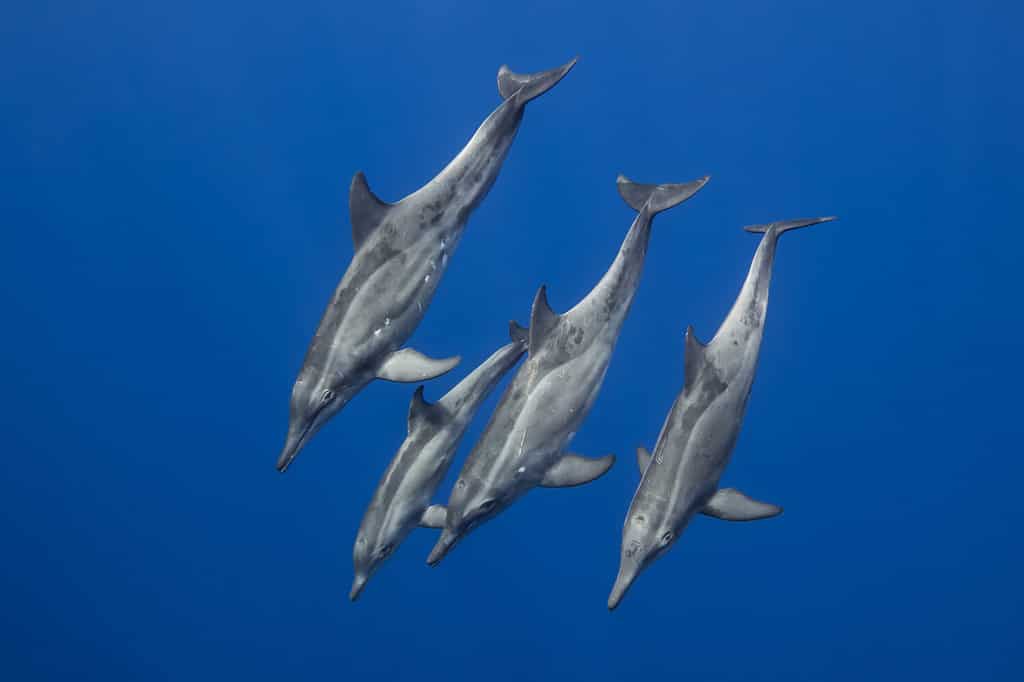 Male vs Female Dolphins: 4 Key Differences