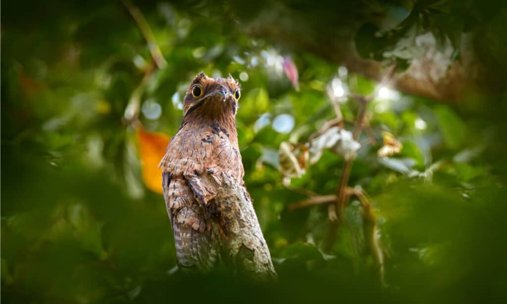 Potoo Vs. Great Potoo: 5 Key Differences About This Strange Bird