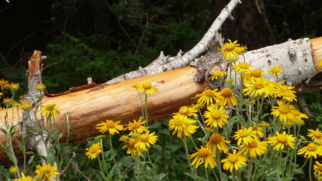 25 Beautiful Types of Orange Wildflowers