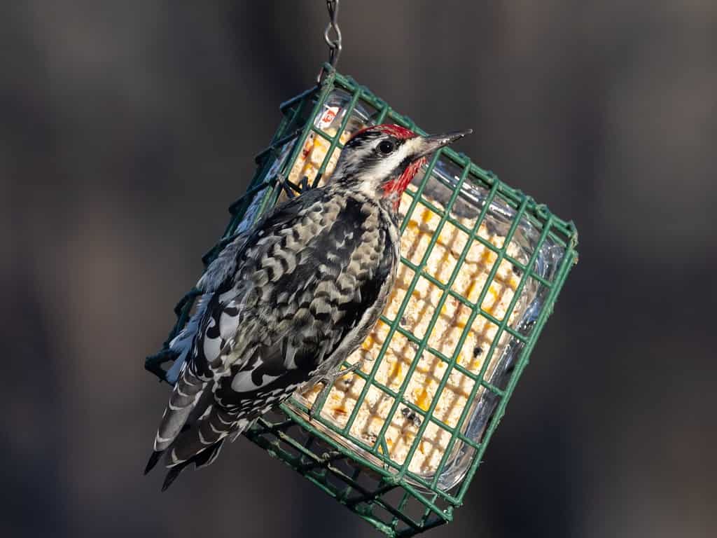 What Do Birds Eat in the Winter? 5 Common Foods