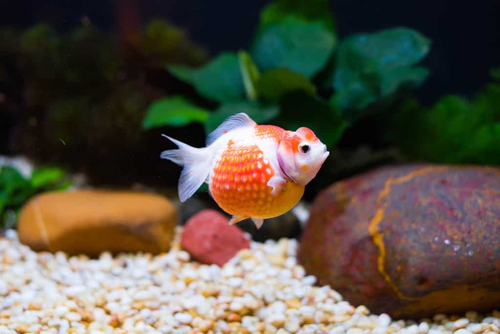 Every Type of Goldfish: Color, Size and Care Tips