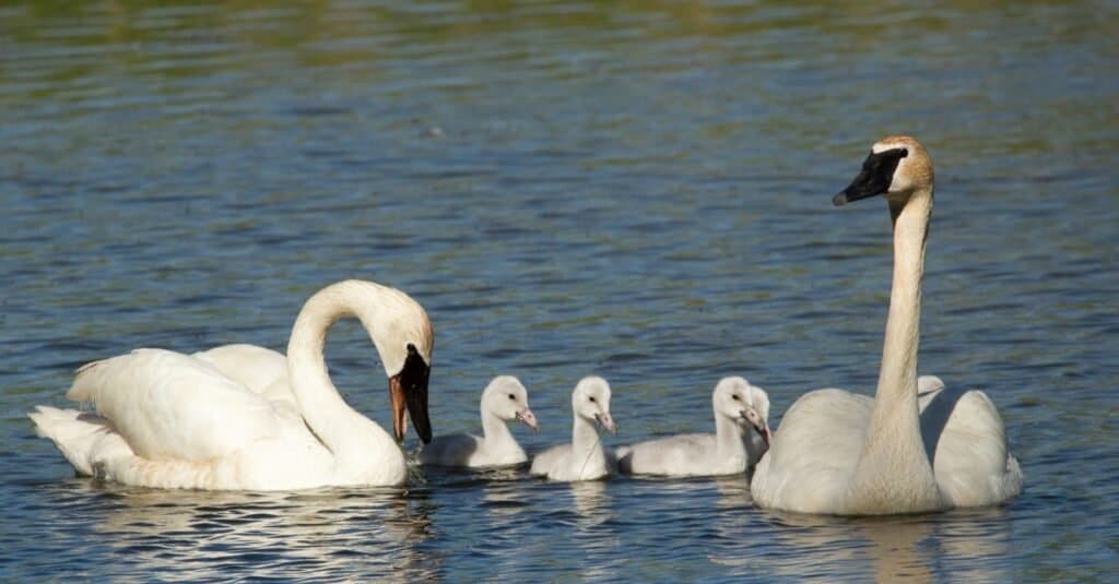 The Complete List of 38 Animals With Webbed Feet