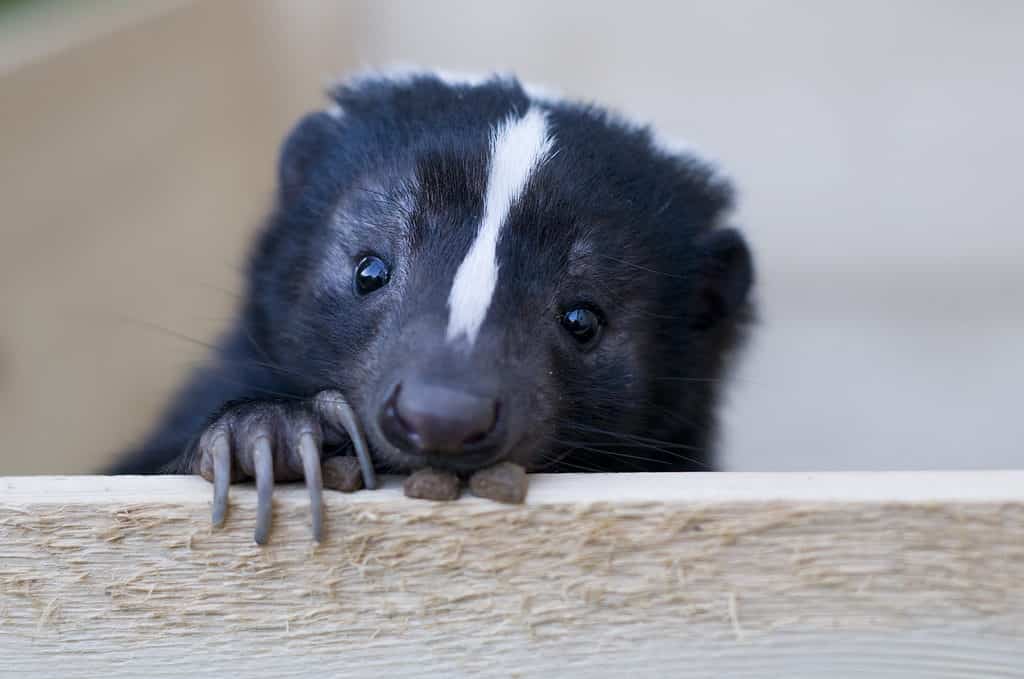 How Long Do Skunks Live (And How Early Can They Spray)?