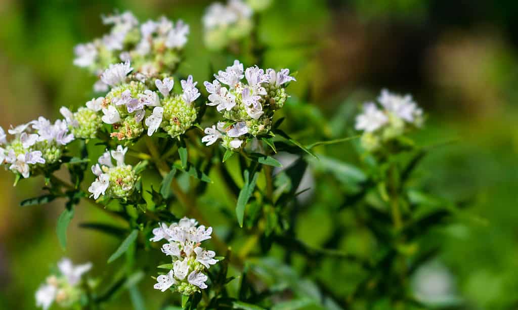 The Best Flowers to Plant in Quebec: 10 Cold-Tolerant Options for a Gorgeous Bloom