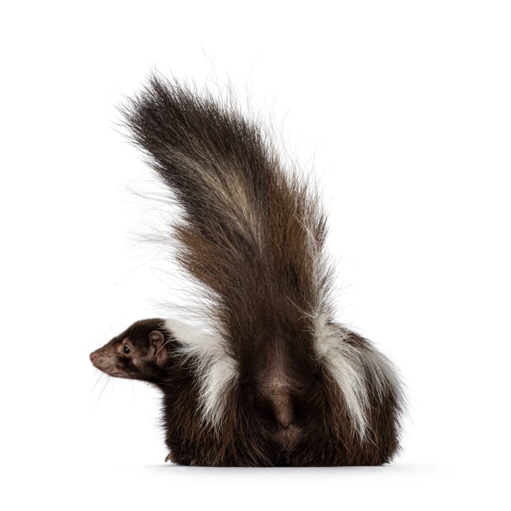 How Long Do Skunks Live (And How Early Can They Spray)?