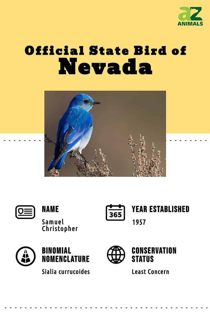 Discover the Official State Bird of Nevada